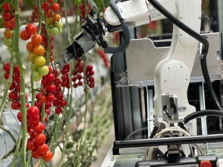 　デンソーが開発したミニトマトの自動収穫ロボット（同社提供）