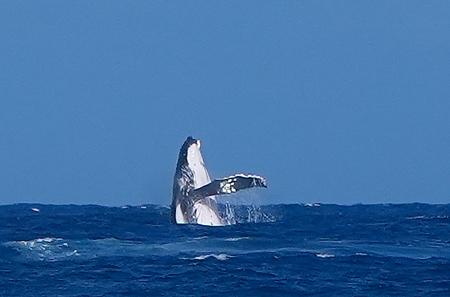 　パリ五輪サーフィン会場のタヒチで目撃されたクジラ＝５日、パリ（ＡＰ＝共同）