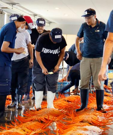 　新湊漁港の卸売市場で行われた、富山湾で水揚げされたベニズワイガニの初競り＝１０日午後、富山県射水市