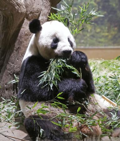 　ジャイアントパンダの雄リーリー＝８月、東京・上野動物園