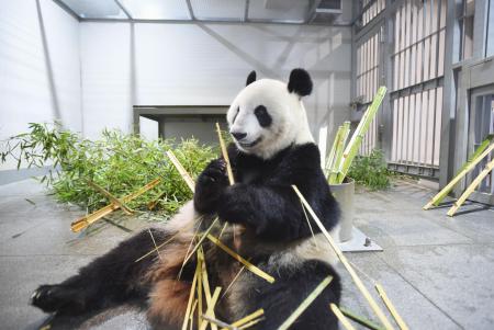 　ジャイアントパンダの雌シンシン＝８月、東京・上野動物園（東京動物園協会提供）