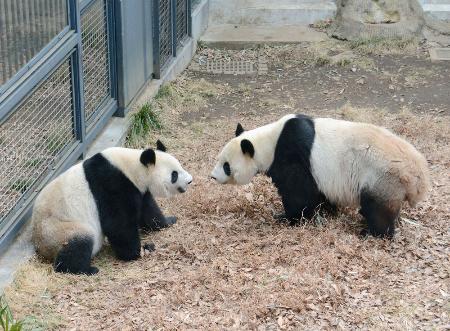 　ジャイアントパンダのシンシン（左）とリーリー＝２０１７年、東京・上野公園（公益財団法人東京動物園協会提供）