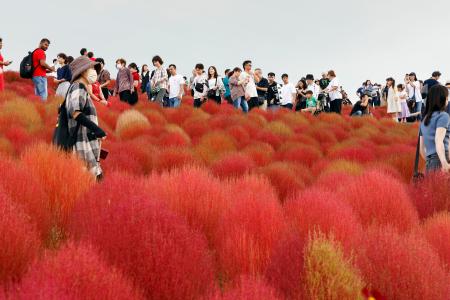 　国営ひたち海浜公園で、紅葉の見頃を迎え赤く色づくコキア＝１９日午前、茨城県ひたちなか市