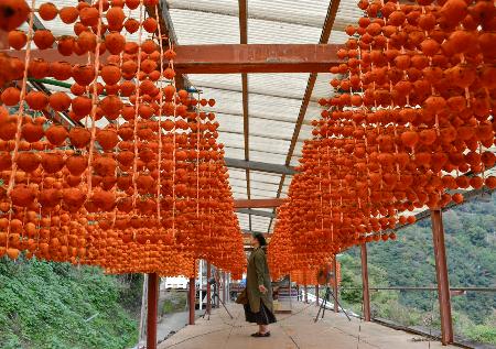 　串柿作りが最盛期を迎え、農家の軒先の干し場につるされた柿＝５日、和歌山県かつらぎ町