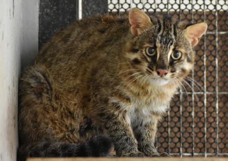 　福岡市動物園のオスのツシマヤマネコ「チョビ」＝７月（福岡市動物園提供）