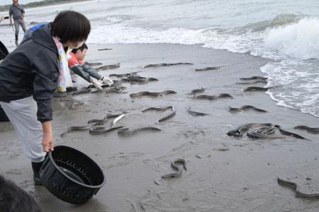 　「露地池」で育ち、浜松市の天竜川河口に放流されたウナギ＝１５日午前