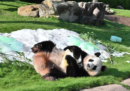 　４歳の誕生日を迎えたジャイアントパンダ「楓浜」＝２２日午前、和歌山県白浜町のアドベンチャーワールド