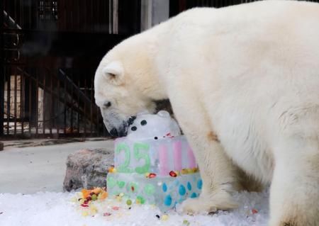 　２５歳の誕生会で、プレゼントのケーキを食べる雌のホッキョクグマ「ピース」＝７日午後、愛媛県砥部町の県立とべ動物園