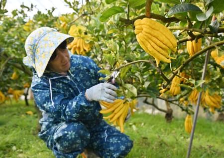 　収穫される「仏手柑」＝８日、和歌山県田辺市