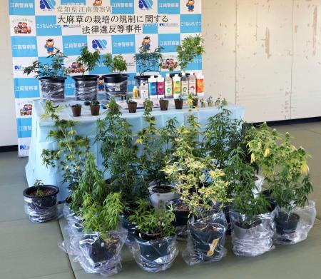 　饒辺浩二容疑者の自宅から押収された大麻草＝１２日午後、愛知県警江南署