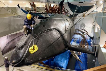 　和歌山県太地町の町立くじらの博物館で、セミクジラの実物大模型を清掃する職員＝１９日午前