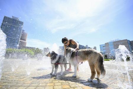 　厳しい暑さの中、散歩の途中に公園の噴水で水浴び＝７月、浜松市