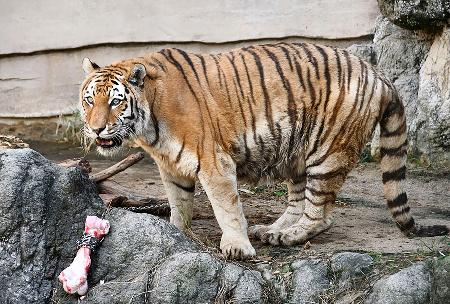 　富山市ファミリーパークが飼育していた雌のアムールトラ「ミー」。国内最高齢の２０歳だった＝１０月（同パーク提供）