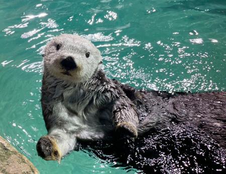 　「マリンワールド海の中道」で飼育していた雄のラッコ「リロ」（同水族館提供）