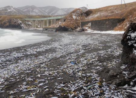 　北海道松前町の海岸に漂着した大量のイワシ＝２０２４年１２月（松前町提供）