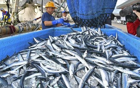 　サンマの水揚げ＝２０２３年１０月、福島県いわき市の小名浜港