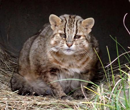 　ツシマヤマネコの「もも」（東京動物園協会提供）