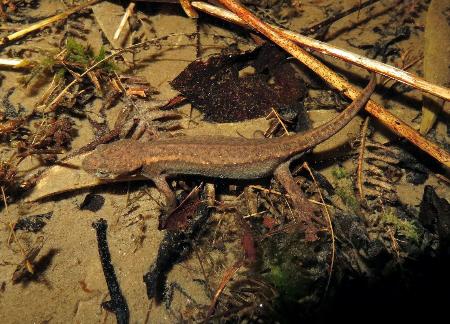 　約５０年ぶりに発見された、愛知県の渥美半島で絶滅したと考えられていたアカハライモリの「渥美種族」＝２０２４年４月、愛知県豊橋市（愛知教育大提供）