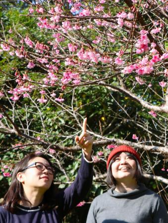 　開花宣言されたヒカンザクラ＝２２日午前、鹿児島県龍郷町