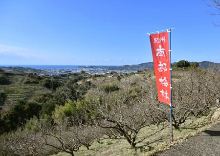 　オープンした観梅の名所「南部梅林」＝２５日、和歌山県みなべ町