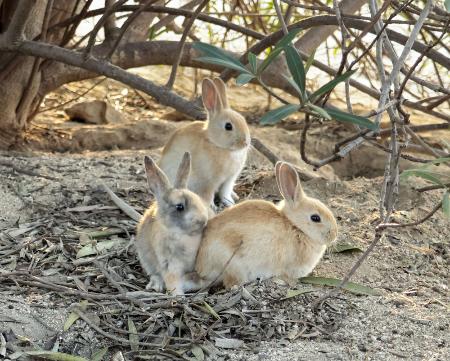 　大久野島のウサギ＝２２日、広島県竹原市