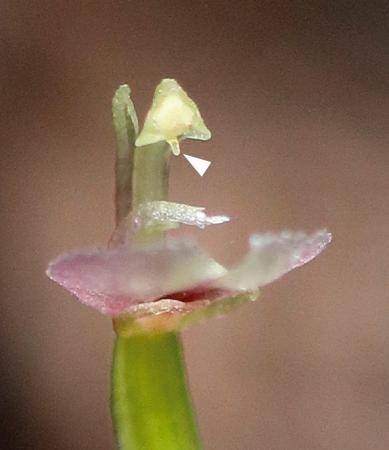 　コオロギランの花。矢印の先が、めしべの先端から伸びる突起＝２０２４年１２月、和歌山県田辺市（末次健司神戸大教授提供）