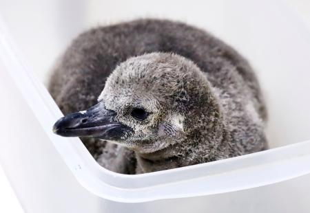 　青森市の浅虫水族館で生まれたフンボルトペンギンのひな＝３１日午前、青森市