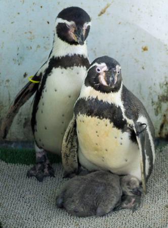 　両親にくっついて過ごすフンボルトペンギンのひな（下）＝１月、青森市（浅虫水族館提供）