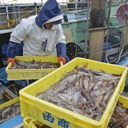 　スルメイカの水揚げ＝２０２１年６月、北海道函館市