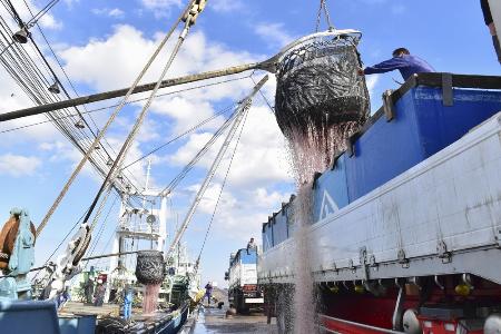 　千葉県銚子市の銚子漁港のサバの水揚げの様子＝２０２０年１２月（同市提供）