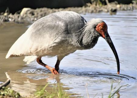 　トキ＝２０２０年３月、石川県能美市のいしかわ動物園