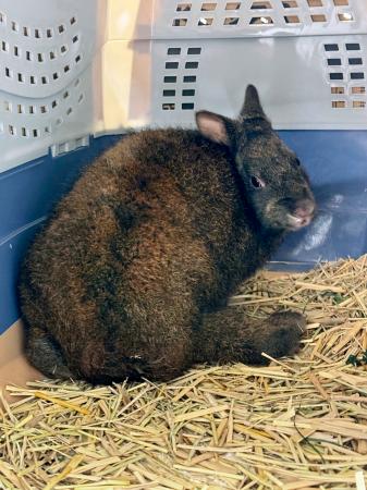 　鹿児島市の平川動物公園から鹿児島県大和村に移されたアマミノクロウサギ「ユワン」（大和村提供）