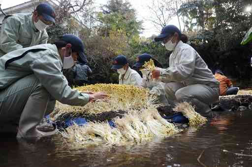 生産者が１軒となり、存続が危ぶまれる水前寺もやしを収穫する熊本農高の生徒ら＝２７日、熊本市中央区