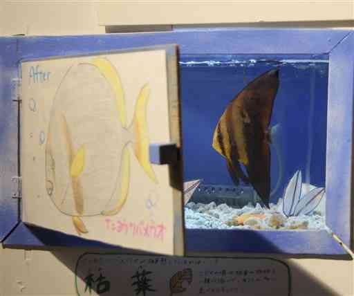 展示している幼魚と、成魚のイラストで見比べができる特別展示。水槽内にいるのはナンヨウツバメウオ＝上天草市