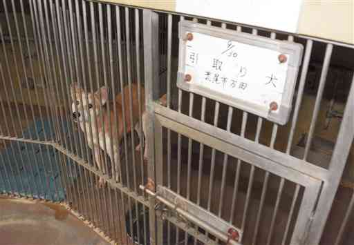 荒尾市内で捕獲された野犬。有明保健所に収容されている＝玉名市