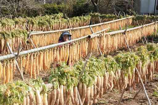 ずらりと天日干しされる水俣芦北地域特産「寒漬」用の大根＝水俣市