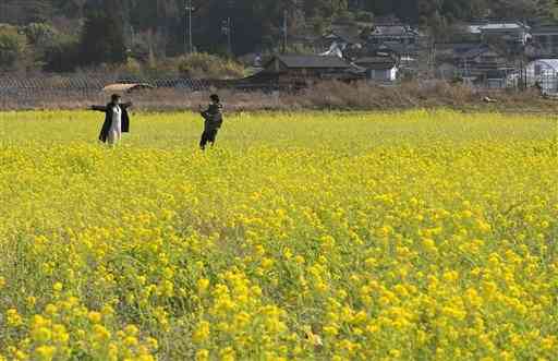 上天草市松島総合センター・アロマ前の田んぼに咲き誇る菜の花＝２日、同市