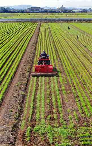 緑色のラインが浮き上がった農地で麦踏みをする農家＝１０日午後、嘉島町（池田祐介、小型無人機で撮影）