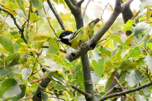 県内で初確認された「キバラガラ」＝１３日、熊本市（日本野鳥の会県支部提供）