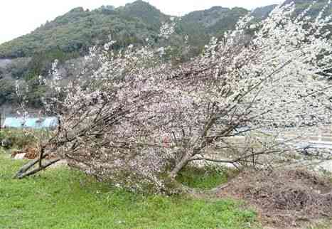 根が露出し、斜めに傾きながらも満開の花を咲かせたスモモの木＝八代市坂本町