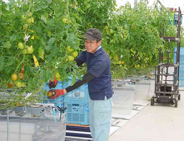 独立ポット耕によるトマト栽培に取り組む有明ファーム＝長洲町