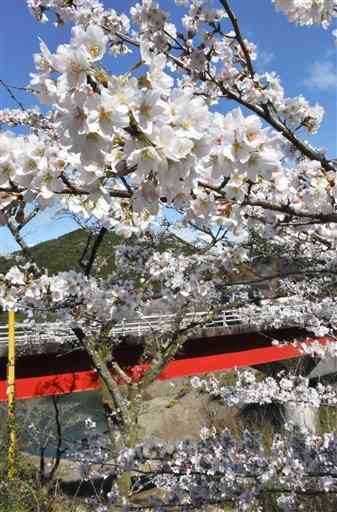 市房ダム湖畔で咲き始めたソメイヨシノ。既に４～５分咲きの木も見られる＝水上村