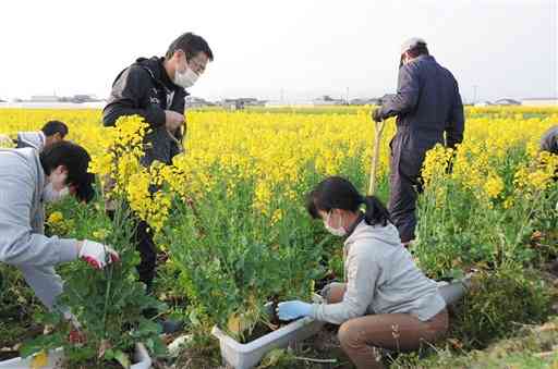 畑から菜の花をプランターに植え替える有佐小６年生の保護者ら＝八代市鏡町