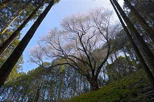 木立の中にそびえるヤマザクラの巨木「福田桜」＝１５日、益城町福原