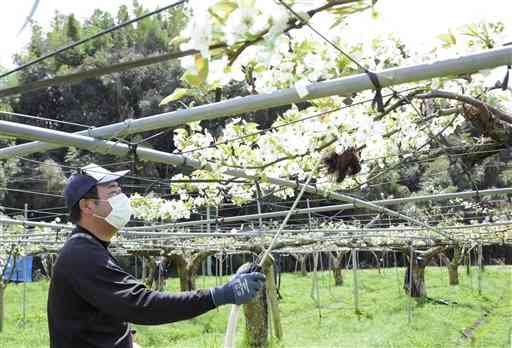 一面に白い花が咲くナシ農園で受粉作業をする木下和寿さん＝氷川町