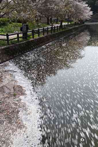 立岡自然公園の池の水面を流れる桜の花びら＝宇土市（２秒間露光）