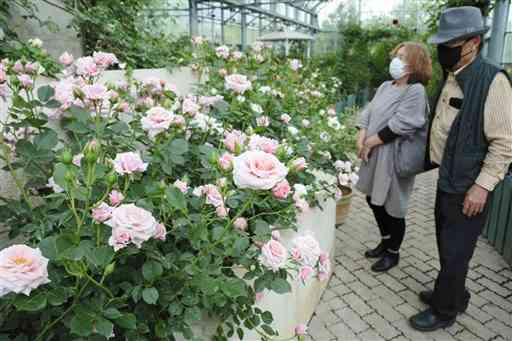 はな阿蘇美バラ園 無料開放始まる ５月上旬が見ごろ 熊本県阿蘇市 熊本日日新聞社