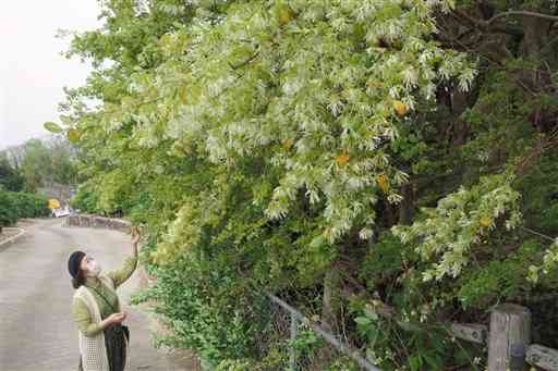 黄緑がかった白い花を満開に咲かせているトキワマンサク＝荒尾市