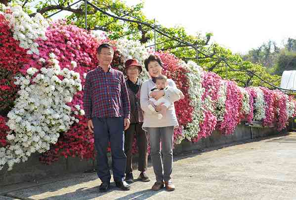本田久さんのナシ園で約３０メートルに渡って咲き誇る３色のツツジ＝氷川町