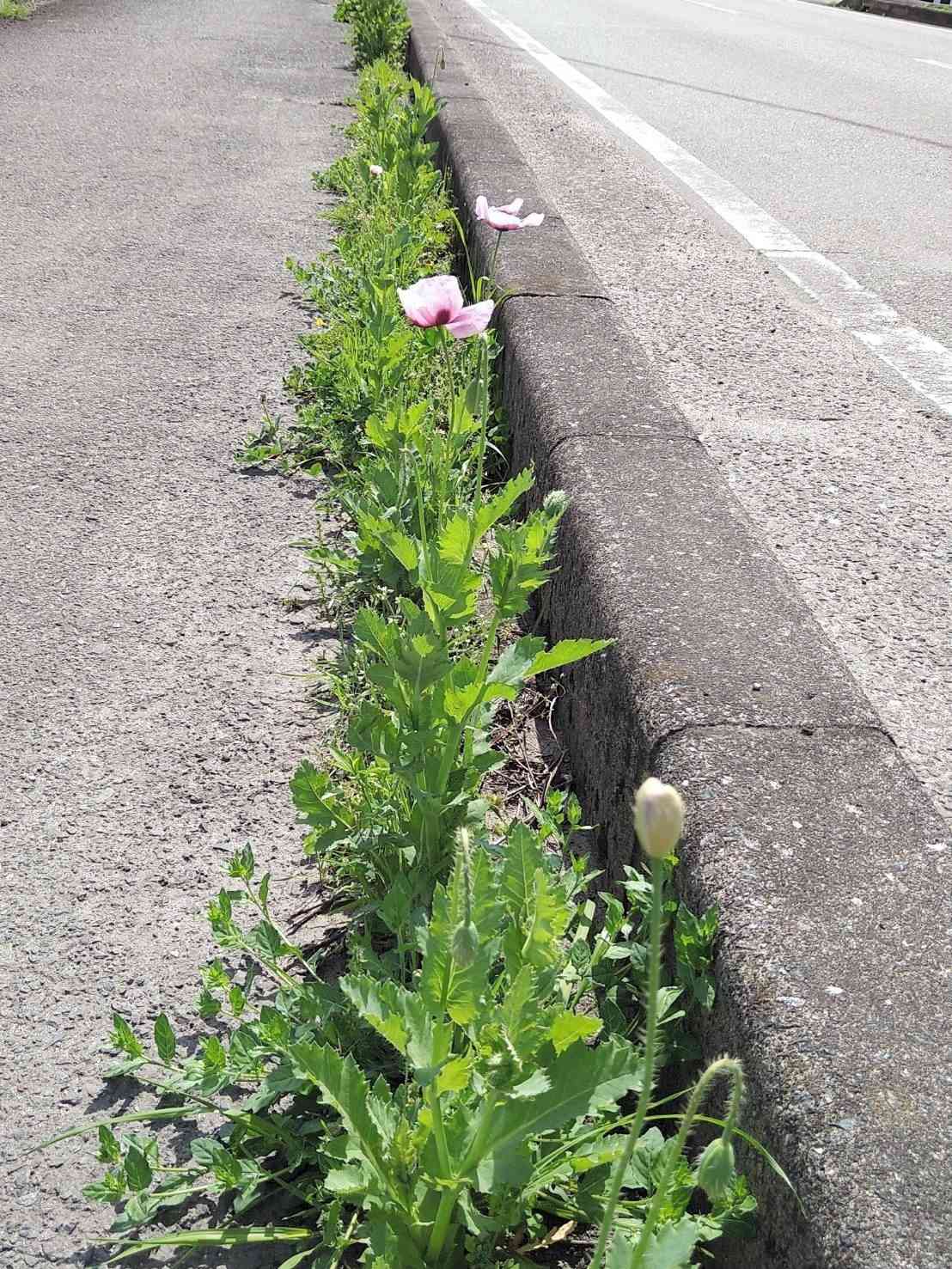県道縁石の歩道側の縁に沿うように咲いていた違法なケシの花。昨年、駆除した場所で再び見つかった＝熊本市東区（読者提供）